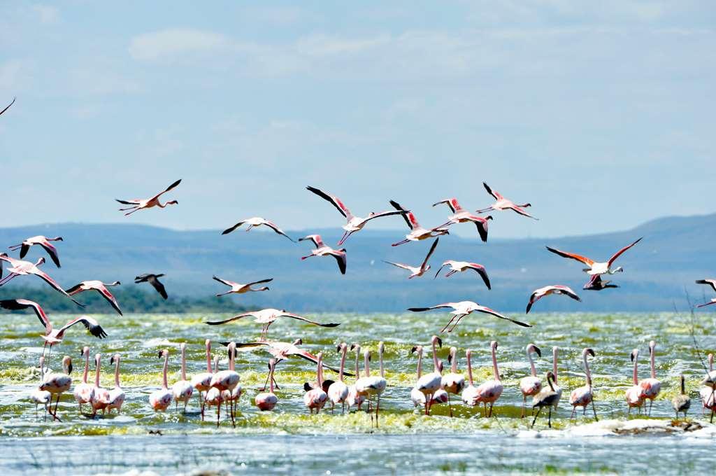 Lake Elmenteita Serena Camp Eksteriør bilde