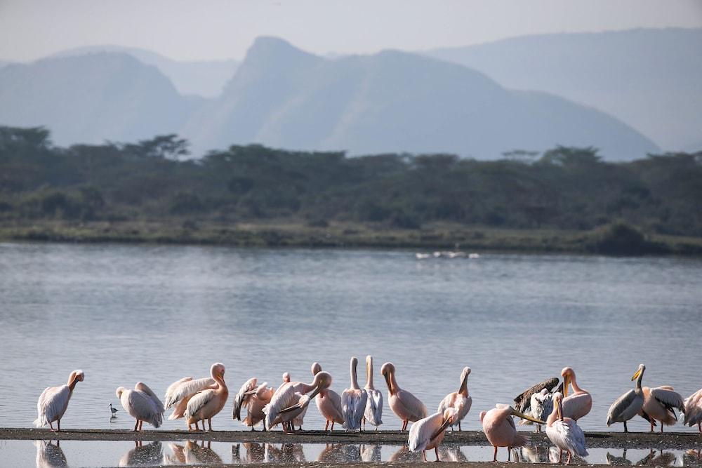 Lake Elmenteita Serena Camp Eksteriør bilde